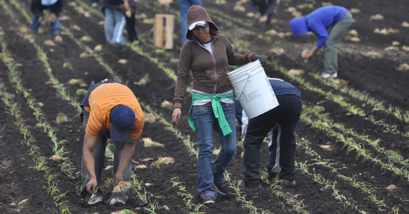 2716223-new-york-immigrant-farm-workers